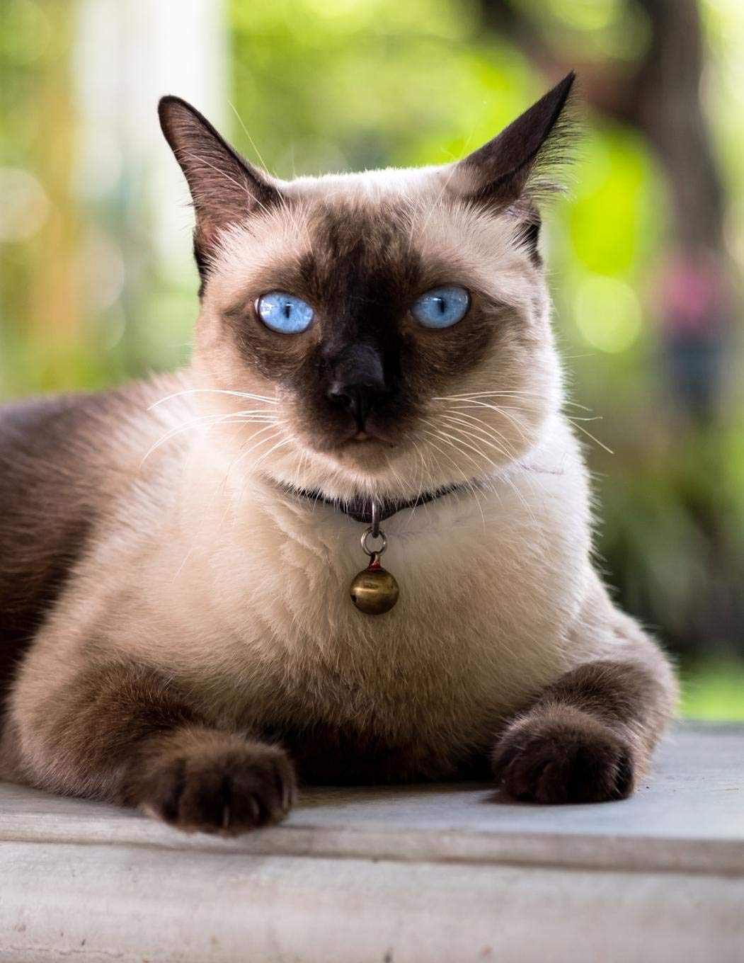 Siamese: Cat | Unlined Notebook 150 Blank Pages 8.5 x 11 in.| Sketchbook | Multi-Purpose | Unruled Journal | Plain Diary | Agenda | Composition Book | Drawing Book Pets