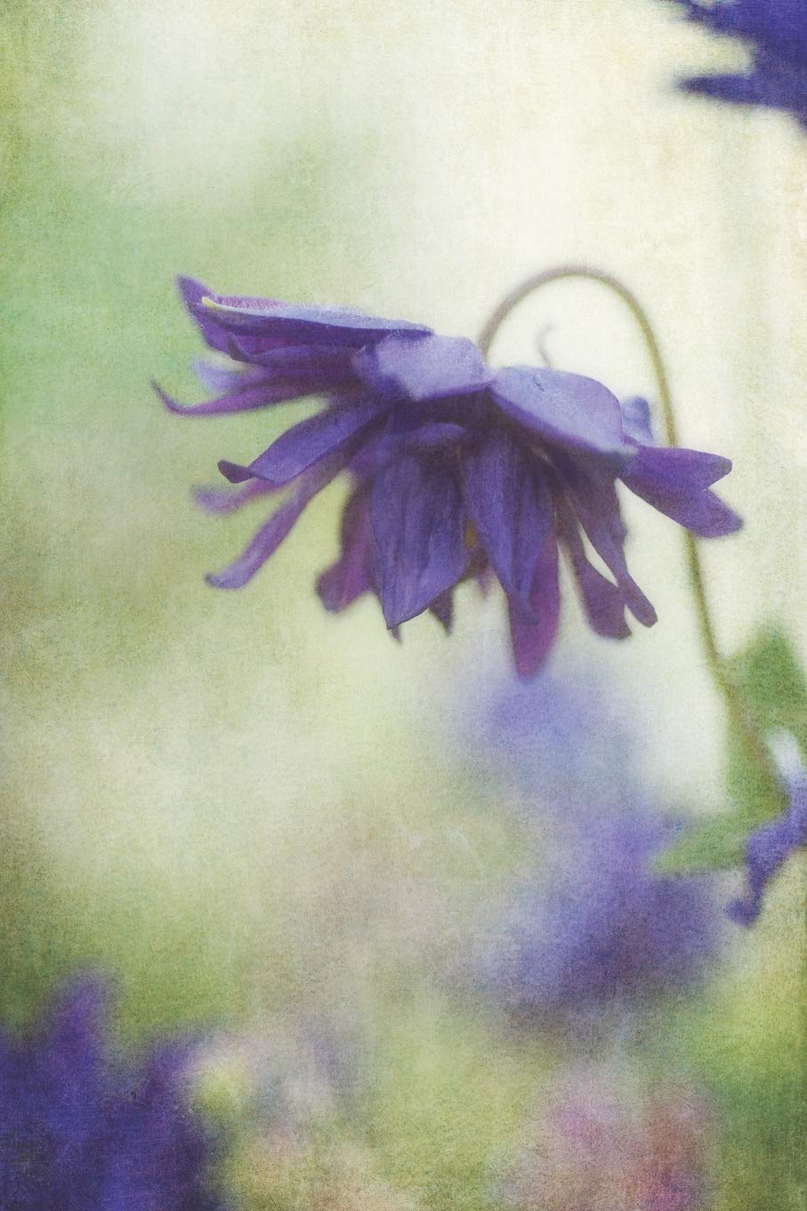 Purple Bloom: Columbine Flower Journal, Notebook, or Diary - Blank lined, 6 x 9 inches, 150 pages (Floral Series, Band 14) Essays & Short Stories
