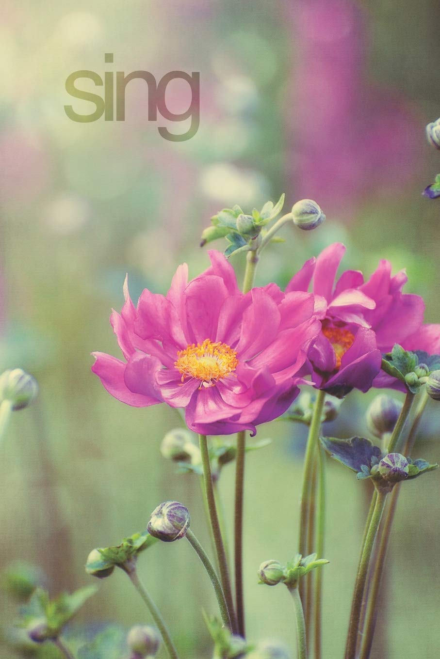 Sing: Pink Anemone Journal, Notebook, or Diary - Blank lined, 6 x 9 inches, 150 pages (Words & Flowers, Band 2) Essays & Short Stories