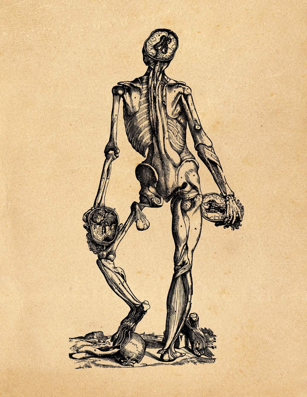 Anatomy Notebook: Andreas Vesalius - Muscles 16 Premium College Ruled Notebook | 110 Pages Books