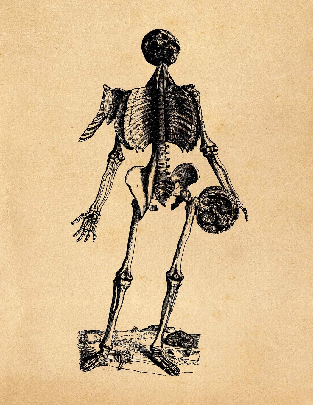 Anatomy Notebook: Andreas Vesalius - Muscles 15 Premium College Ruled Notebook | 110 Pages Books