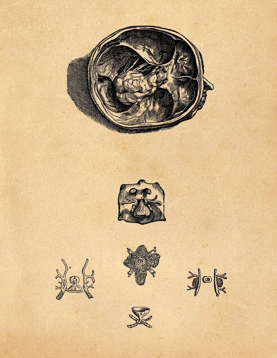 Anatomy Notebook: Andreas Vesalius - Skull Cavity Premium College Ruled Notebook | 110 Pages Books