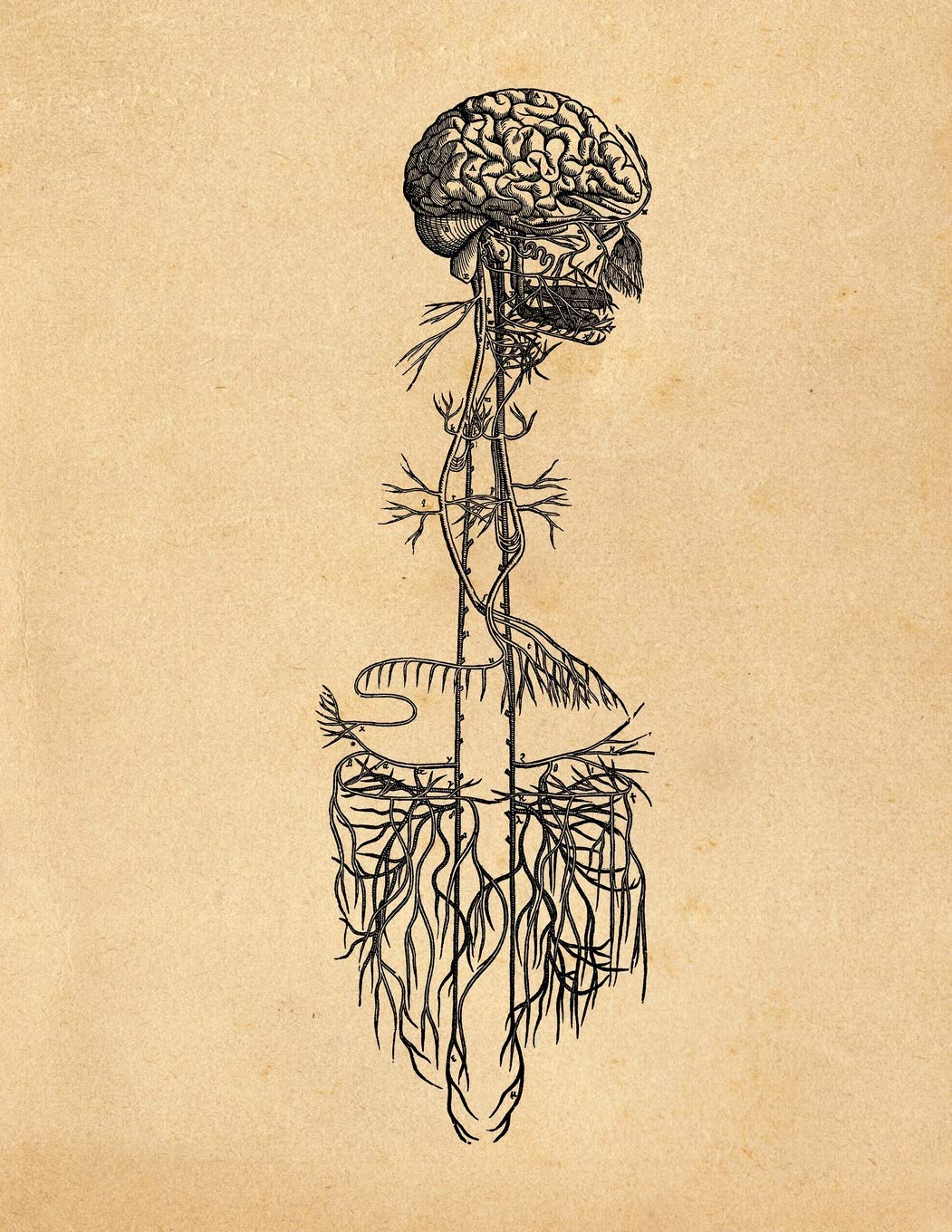 Anatomy Notebook: Andreas Vesalius - Brain and Cerebellum - Premium College Ruled Notebook | 110 Pages book