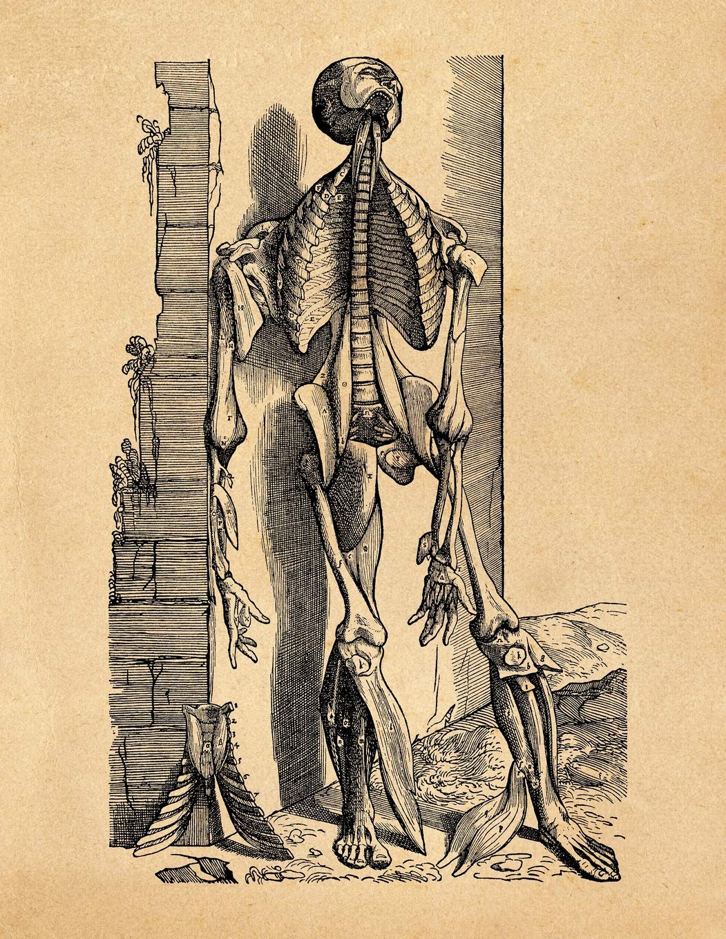 Anatomy Notebook: Andreas Vesalius - Skinless Man Muscles 08 - Premium College Ruled Notebook | 110 Pages Books