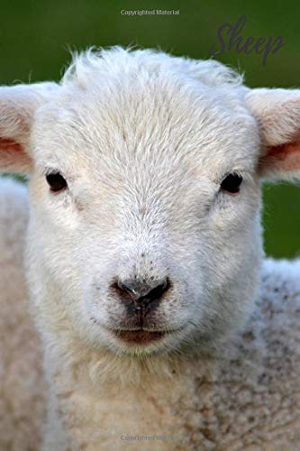 Sheep: Notebook with Animals for Kids, Notebook for Drawing and Writing (110 Pages, Unlined, 6 x 9) (Animal Notebook) Learning & Reference