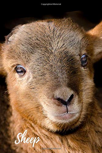 Sheep: Animal Notebook for Coloring Drawing and Writing (110 Pages, Unlined, 6 x 9) (Animal Notebook) Self-help