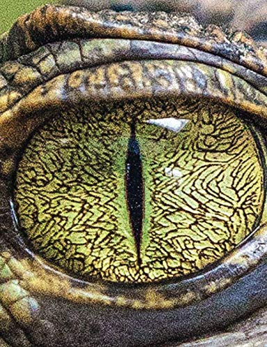 RPG Journal: RPG Journal 117 pages 1/5" Hexagonal Grid Paper and Lined Journal Yellow Dragon Eye Cover Leisure & Fun