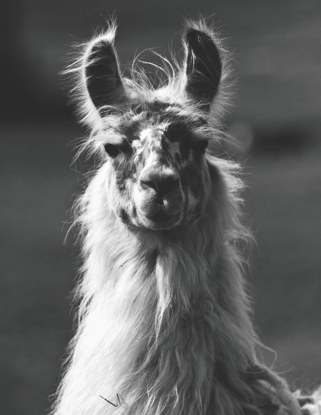 Llama Journal Diary Log Book: 153 Pages 8.5" x 11" of Llama Alpaca Notebook. Lined and Blank Pages for Writing, Sketching and Doodling and Drawing Learning & Reference