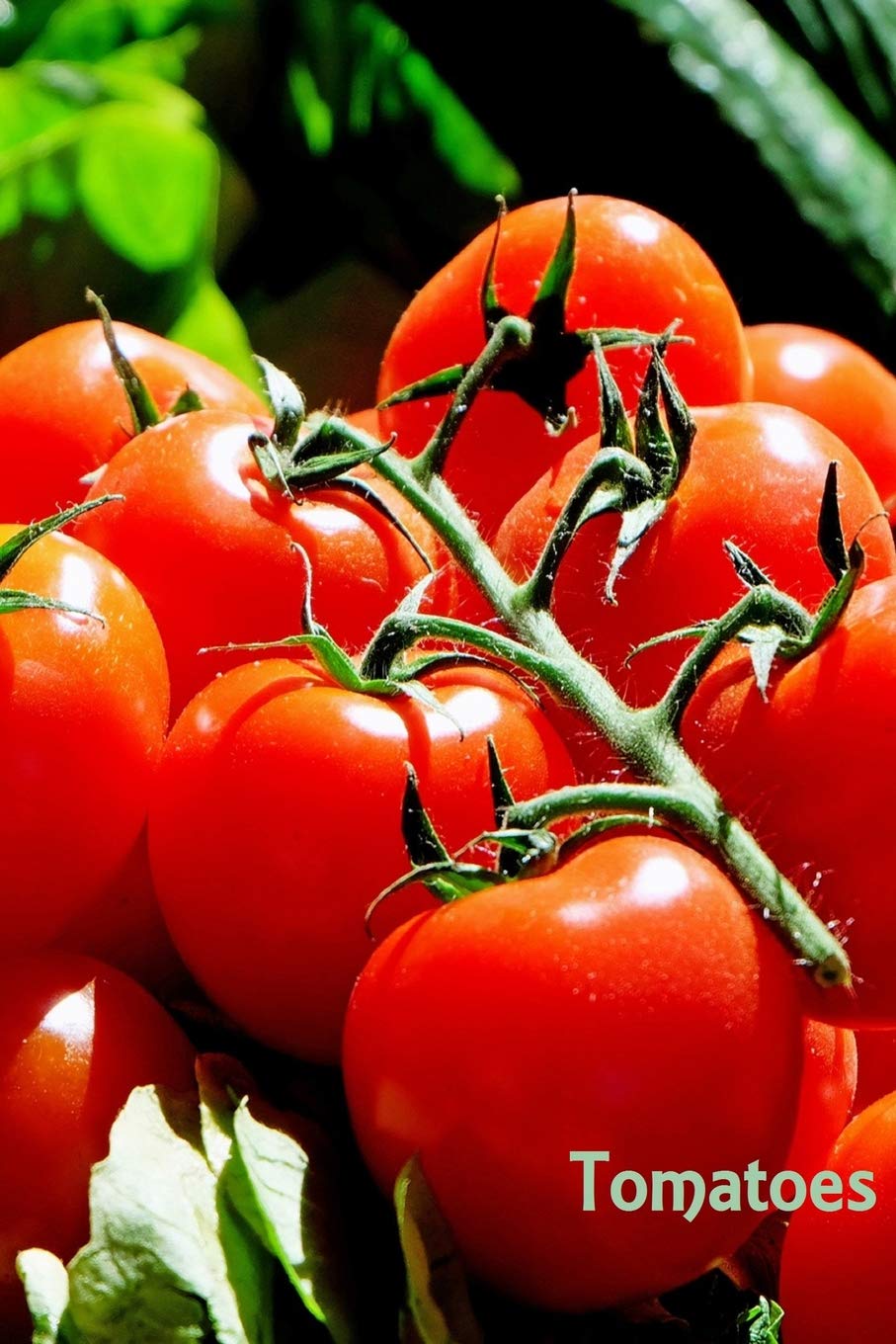 Tomatoes: 6 x 9 inch lined journal covered in bright red tomato print Health, Nutrition & Fitness