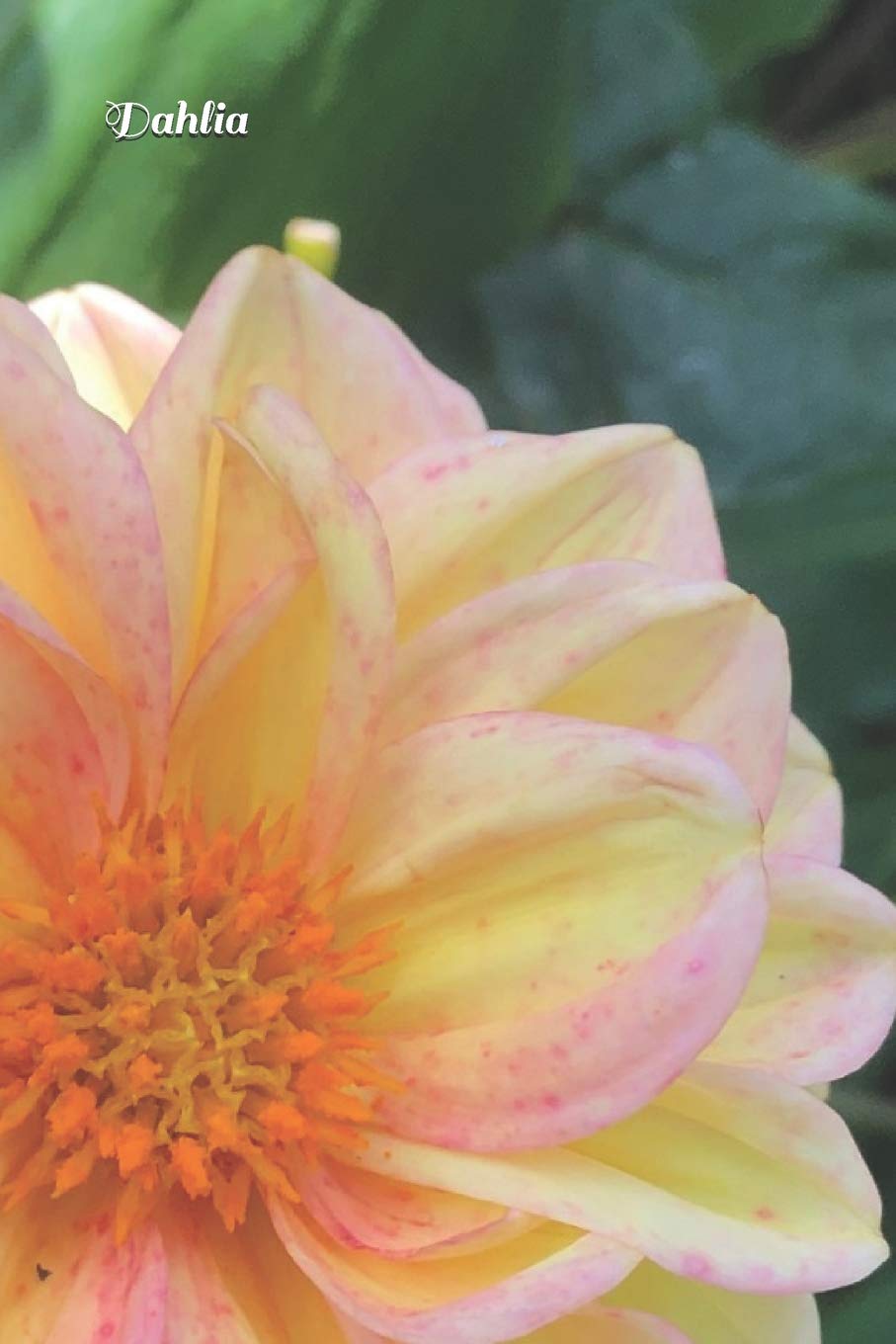 Dahlia: White and Pink Dahlia Journal Garden & Plants