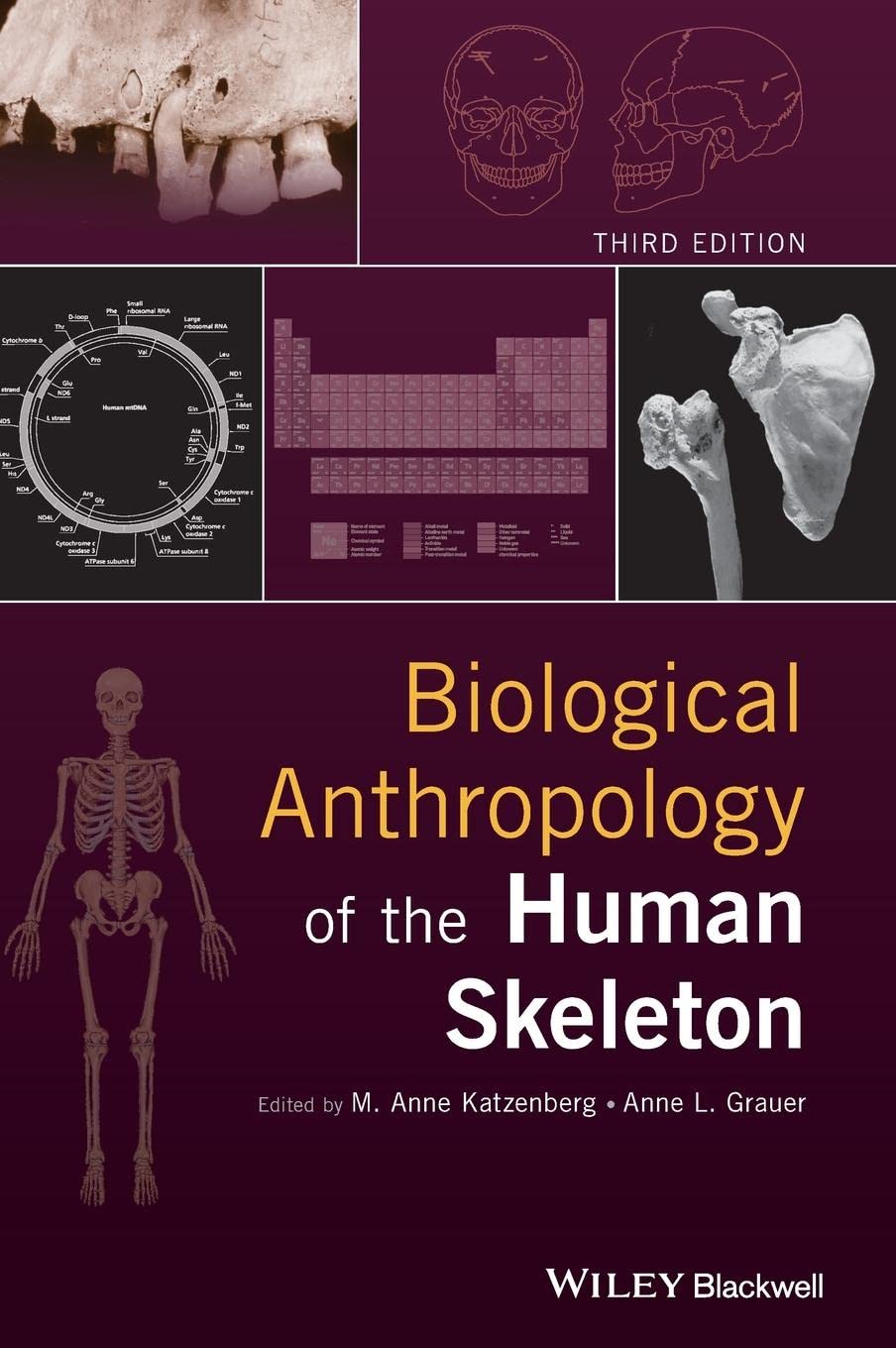 Biological Anthropology of the Human Skeleton book
