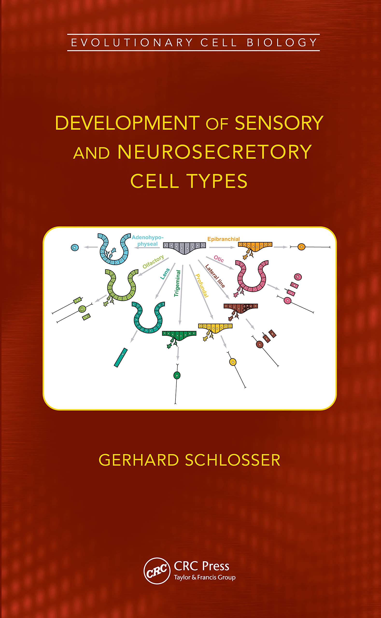 Development of Sensory and Neurosecretory Cell Types Natural Sciences