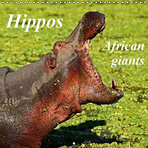 Hippos - African giants (Wall Calendar 2015 300 × 300 mm Square): Heavyweights of the Dark Continent (Monthly calendar, 14 pages) (Calvendo Animals) Business & Technology