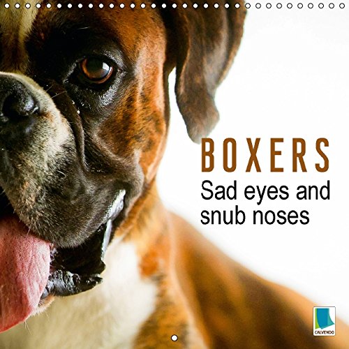 Boxers: Sad eyes and snub noses (Wall Calendar 2015 300 × 300 mm Square): Pets with character: Boxers (Monthly calendar, 14 pages) (Calvendo Animals) Pets