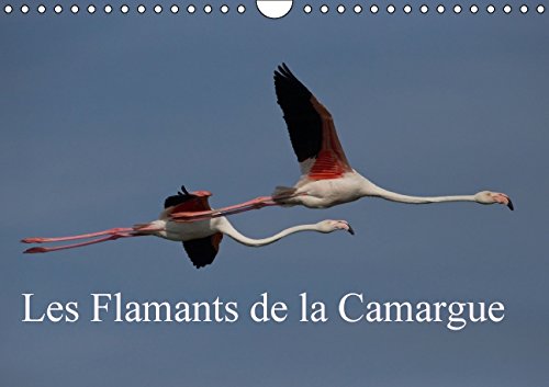 Les Flamants de la Camargue (Calendrier mural 2015 DIN A4 horizontal): Scènes de la vie d'une espèce fascinante. (Calendrier mensuel, 14 Pages) (Calvendo Nature) Books