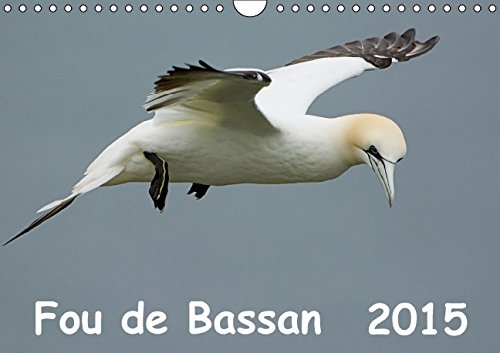 Fou de Bassan (FR-Version) (Calendrier mural 2015 DIN A4 horizontal): Des images fascinantes de la vie des foux de bassan (Calendrier mensuel, 14 Pages) (Calvendo Animaux) Garden & Plants