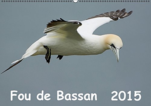 Fou de Bassan (FR-Version) (Calendrier mural 2015 DIN A2 horizontal): Des images fascinantes de la vie des foux de bassan (Calendrier mensuel, 14 Pages) (Calvendo Animaux) Garden & Plants