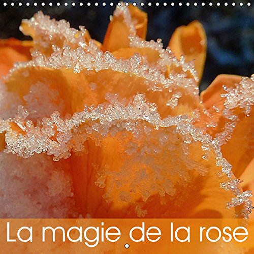 La magie de la rose (Calendrier mural 2015 300 × 300 mm Square): De magnifiques roses lumineuses, de variétés et de couleurs différentes. (Calendrier mensuel, 14 Pages) (Calvendo Nature) Film, Art & Culture