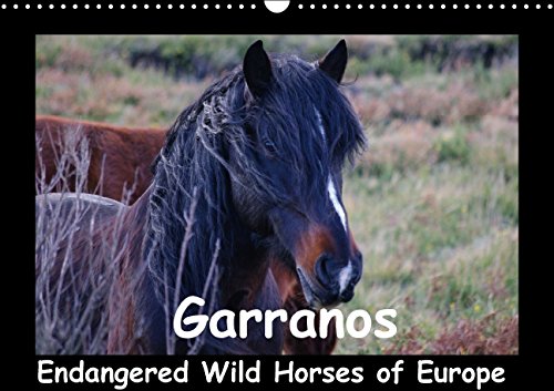 Garranos - Endangered Wild Horses of Europe (Wall Calendar 2015 DIN A3 Landscape): Wild Horses of Portugal - Sabine Bengtsson - www.perlenfaenger.com ... & Conseravation (Monthly calendar, 14 pages) Books