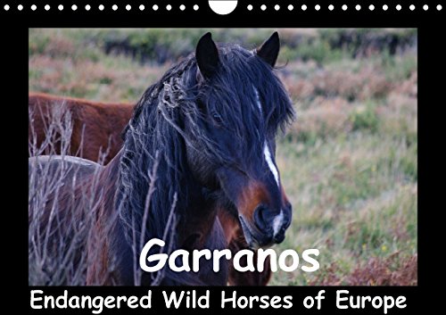 Garranos - Endangered Wild Horses of Europe (Wall Calendar 2015 DIN A4 Landscape): Wild Horses of Portugal - Sabine Bengtsson - www.perlenfaenger.com ... & Conseravation (Monthly calendar, 14 pages) Books