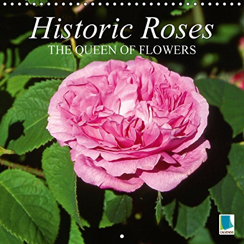 Historic Roses The queen of flowers (Wall Calendar 2015 300 × 300 mm Square): Captivating beauty, enchanting fragrance: Historic roses (Monthly calendar, 14 pages) (Calvendo Nature) Garden & Plants