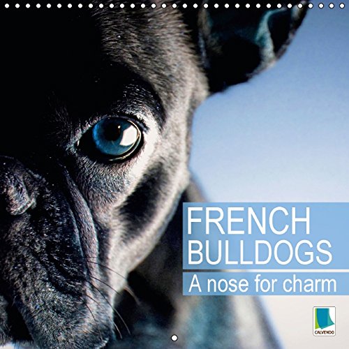 A nose for charm French bulldogs (Wall Calendar 2015 300 × 300 mm Square): A breed that's full of character and charisma (Monthly calendar, 14 pages) (Calvendo Animals) Pets
