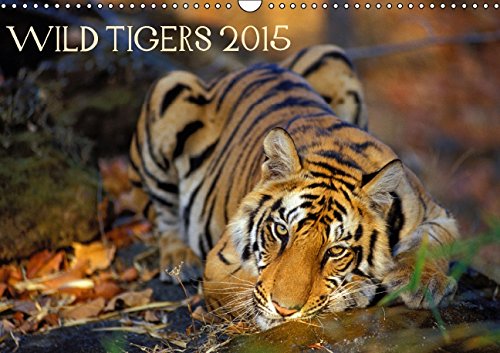 Wild Tigers 2015 (Wall Calendar 2015 DIN A3 Landscape): Stunning images of wild tigers in India (Monthly calendar, 14 pages) (Calvendo Animals) Business & Technology