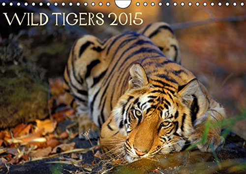 Wild Tigers 2015 (Wall Calendar 2015 DIN A4 Landscape): Stunning images of wild tigers in India (Monthly calendar, 14 pages) (Calvendo Animals) Business & Technology