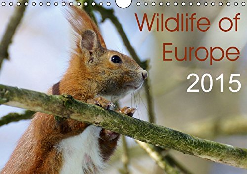 Wildlife of Europe 2015 (Wall Calendar 2015 DIN A4 Landscape): Enjoy wonderful shots of the European wildlife throughout the year with this stunning ... calendar, 14 pages) (Calvendo Animals) Business & Technology