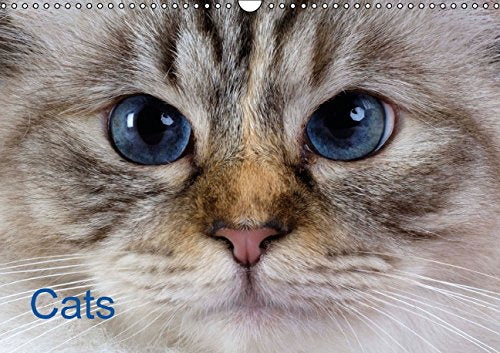 Cats (Wall Calendar 2015 DIN A3 Landscape): Cats by W. Layer and O. Diez (Monthly calendar, 14 pages) (Calvendo Animals) Books