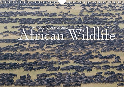 Emotional Moments: African Wildlife UK (Wall Calendar 2015 DIN A4 Landscape): At the same time dramatic and beautiful images of African wildlife. (Monthly calendar, 14 pages) (Calvendo Animals) Photography