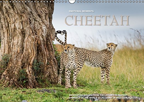 Emotional Moments: Cheetah UK Version (Wall Calendar 2015 DIN A3 Landscape): The fastest mammal in the world in breathtaking images by Ingo Gerlach ... www.tierphoto.de (Monthly calendar, 14 pages) Books