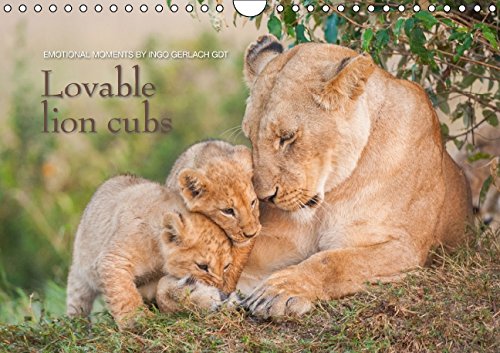 Emotional moments: Lovable lion cubs UK-Version (Wall Calendar 2015 DIN A4 Landscape): The children from "the lion king" (Monthly calendar, 14 pages) (Calvendo Animals) Photography