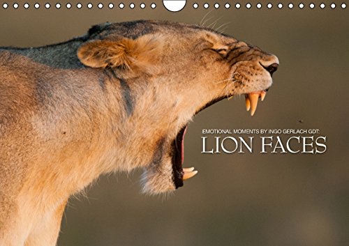 Emotional moments: lion faces UK Version (Wall Calendar 2015 DIN A4 Landscape): Portraits from The Lion King (Monthly calendar, 14 pages) (Calvendo Animals) Photography