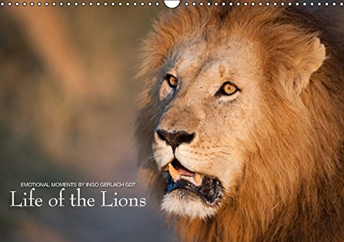Emotional Moments: Life of the Lions UK Version (Wall Calendar 2015 DIN A3 Landscape): The life of the fascinating African lion (Monthly calendar, 14 pages) (Calvendo Animals) Photography