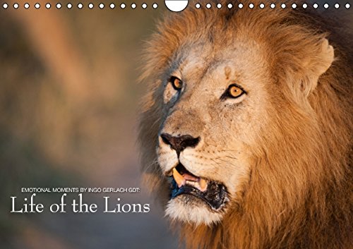 Emotional Moments: Life of the Lions UK Version (Wall Calendar 2015 DIN A4 Landscape): The life of the fascinating African lion (Monthly calendar, 14 pages) (Calvendo Animals) Photography