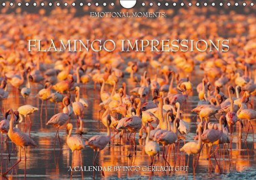 Flamingo Impressions UK-Version (Wall Calendar 2015 DIN A4 Landscape): Graceful birds in pink (Monthly calendar, 14 pages) (Calvendo Places) Photography