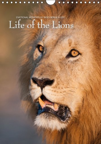 Emotional Moments: Life of the Lions UK Version (Wall Calendar 2015 DIN A4 Portrait): Dramatic images from the life of lions (Monthly calendar, 14 pages) (Calvendo Animals) Photography