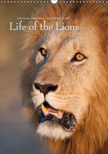 Emotional Moments: Life of the Lions UK Version (Wall Calendar 2015 DIN A3 Portrait): Dramatic images from the life of lions (Monthly calendar, 14 pages) (Calvendo Animals) Photography