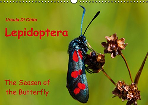 Lepidoptera - The season of the Butterfly - UK Version (Wall Calendar 2015 DIN A3 Landscape): The season of irredescent colours of the Butterflies (Monthly calendar, 14 pages) (Calvendo Places) Books