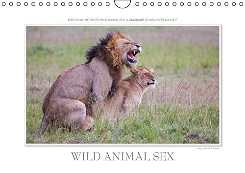 Emotional Moments: Wild Animal Sex. UK-Version (Wall Calendar 2015 DIN A4 Landscape): Ingo Gerlach GDT has chosen from his giant pool of images from ... calendar, 14 pages) (Calvendo Animals) Books