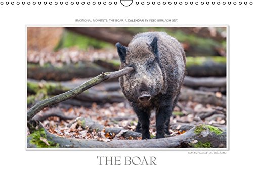 Emotional Moment: The Boar. UK-Version (Wall Calendar 2015 DIN A3 Landscape): Wonderful shots of the wild boar in the seasons. More at www.tierphoto.de (Monthly calendar, 14 pages) Books