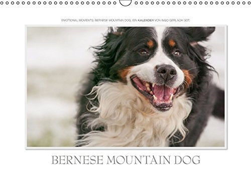Emotional Moments: Bernese Mountain Dog. UK-Version (Wall Calendar 2015 DIN A3 Landscape): Ingo Gerlach GDT has held the Bernese Mountain Dog in age ... calendar, 14 pages) (Calvendo Places) Books