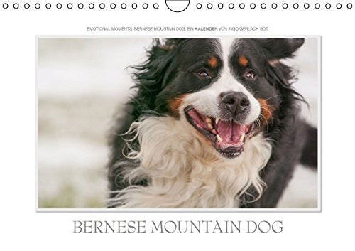 Emotional Moments: Bernese Mountain Dog. UK-Version (Wall Calendar 2015 DIN A4 Landscape): Ingo Gerlach GDT has held the Bernese Mountain Dog in age ... calendar, 14 pages) (Calvendo Places) Books
