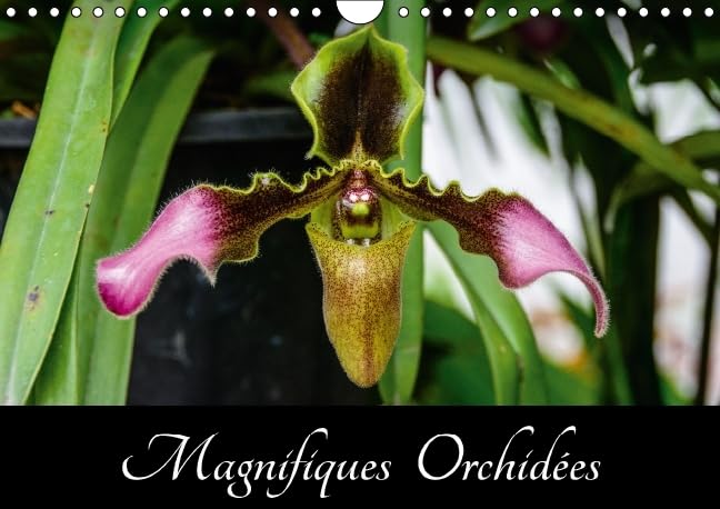 Magnifiques Orchidees 2016: Belles photographies d'orchidees exotiques (Calvendo Nature) Garden & Plants