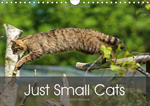 Just Small Cats 2016: Minatures of the Big Cat World (Calvendo Animals) Mathematics