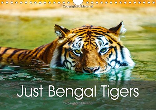 Just Bengal Tigers 2016: Magical Bengal Tigers Both Yellow and White with Stripes (Calvendo Animals) Mathematics