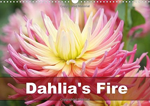 Dahlia's Fire 2016: Amazing dahlia portraits in transparent frames (Calvendo Nature) Garden & Plants