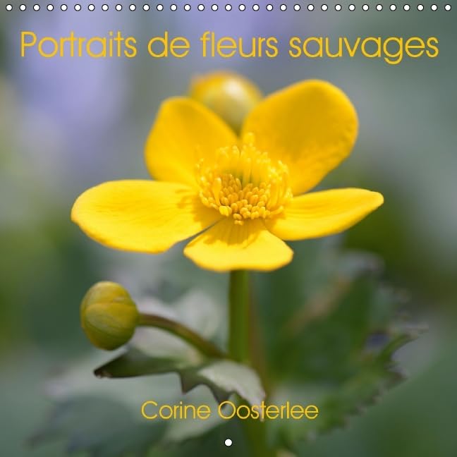 Portraits de fleurs sauvages 2016: Douceur et beauté des fleurs sauvages de nos régions (Calvendo Nature) Film, Art & Culture