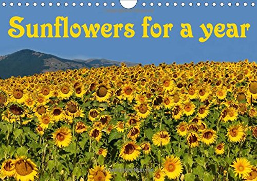 Sunflowers for a year 2016: Fresh big yellow sunflowers are beautiful. Let them brighten your year and make you smile every day! (Calvendo Nature) Garden & Plants